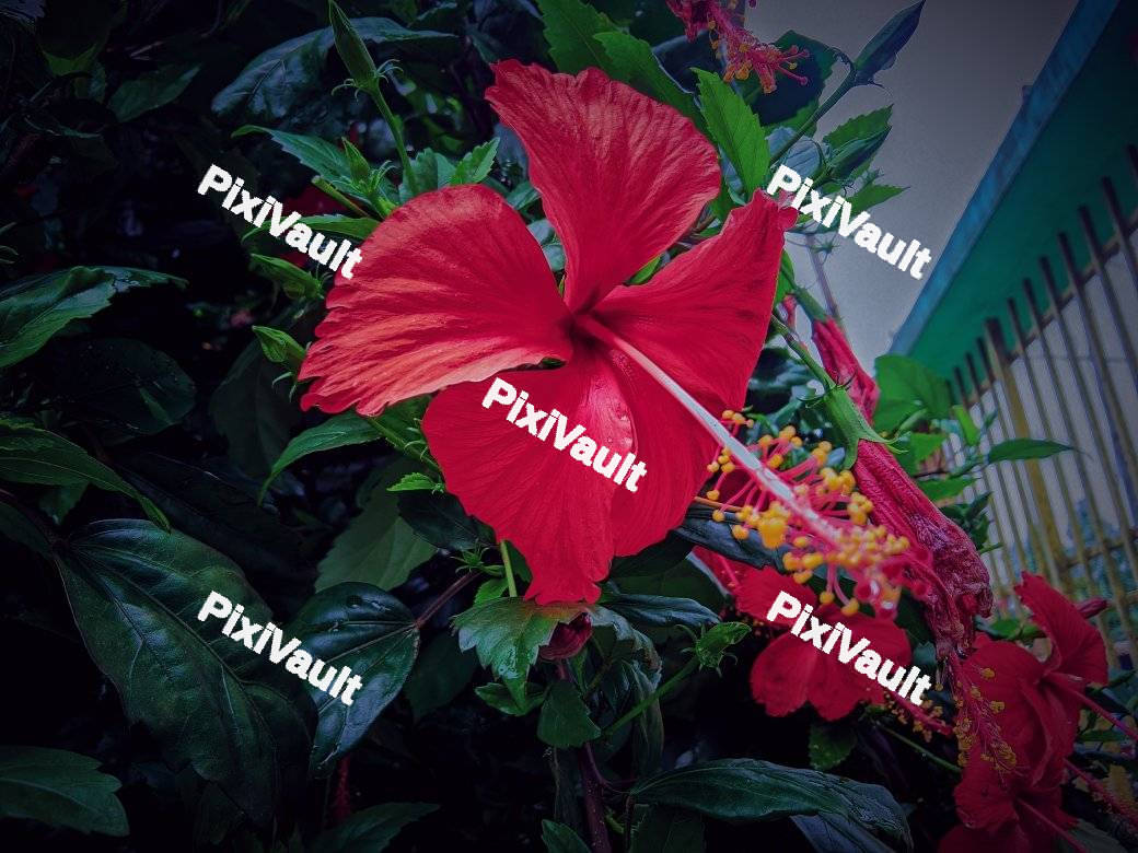 Red hibiscus flower
